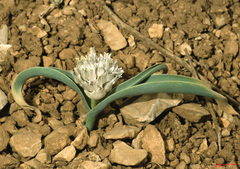 Allium libani