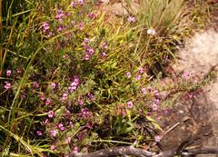 Indigofera filicaulis