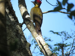 Piculus chrysochloros