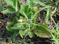 Rhynchosida physocalyx