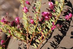 Indigofera filicaulis