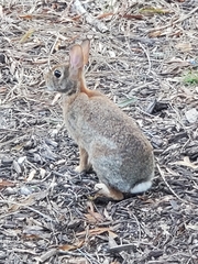 Sylvilagus floridanus