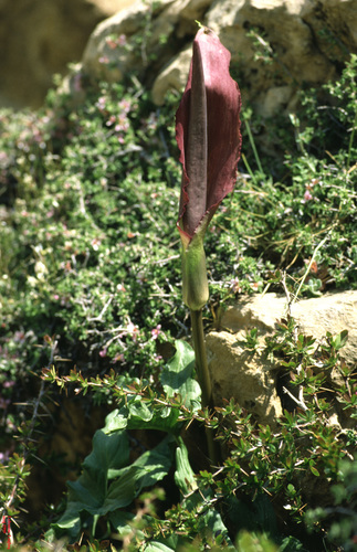 Arum rupicola Boiss.
