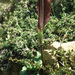 Arum rupicola - Photo (c) Roberto Sindaco, some rights reserved (CC BY-NC-SA), uploaded by Roberto Sindaco