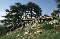 Cedrus libani