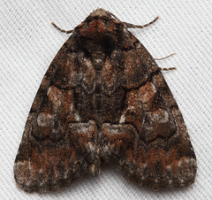 Chytonix sensilis