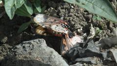 Acraea acara acara