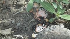 Acraea acara acara