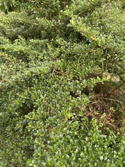 Escallonia myrtilloides
