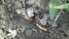 Acraea acara acara