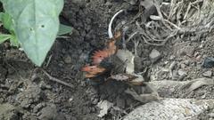 Acraea acara acara