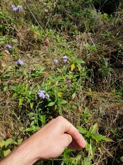 Chorizandra cymbaria