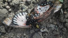 Acraea acara acara
