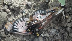 Acraea acara acara
