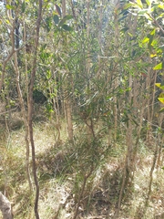Melaleuca pachyphylla