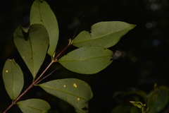 Pilidiostigma glabrum