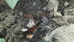 Acraea acara acara