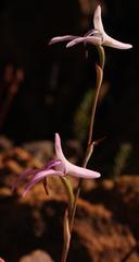 Disa bifida