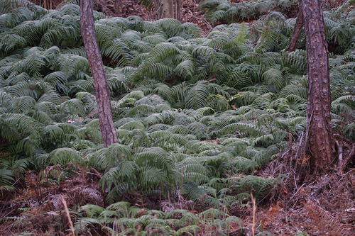 Diploterigium glaucum (Diplopterygium glaucum)