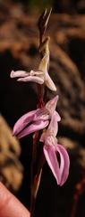 Disa bifida
