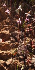 Disa bifida