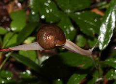 Natalina cafra cafra