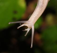 Natalina cafra cafra