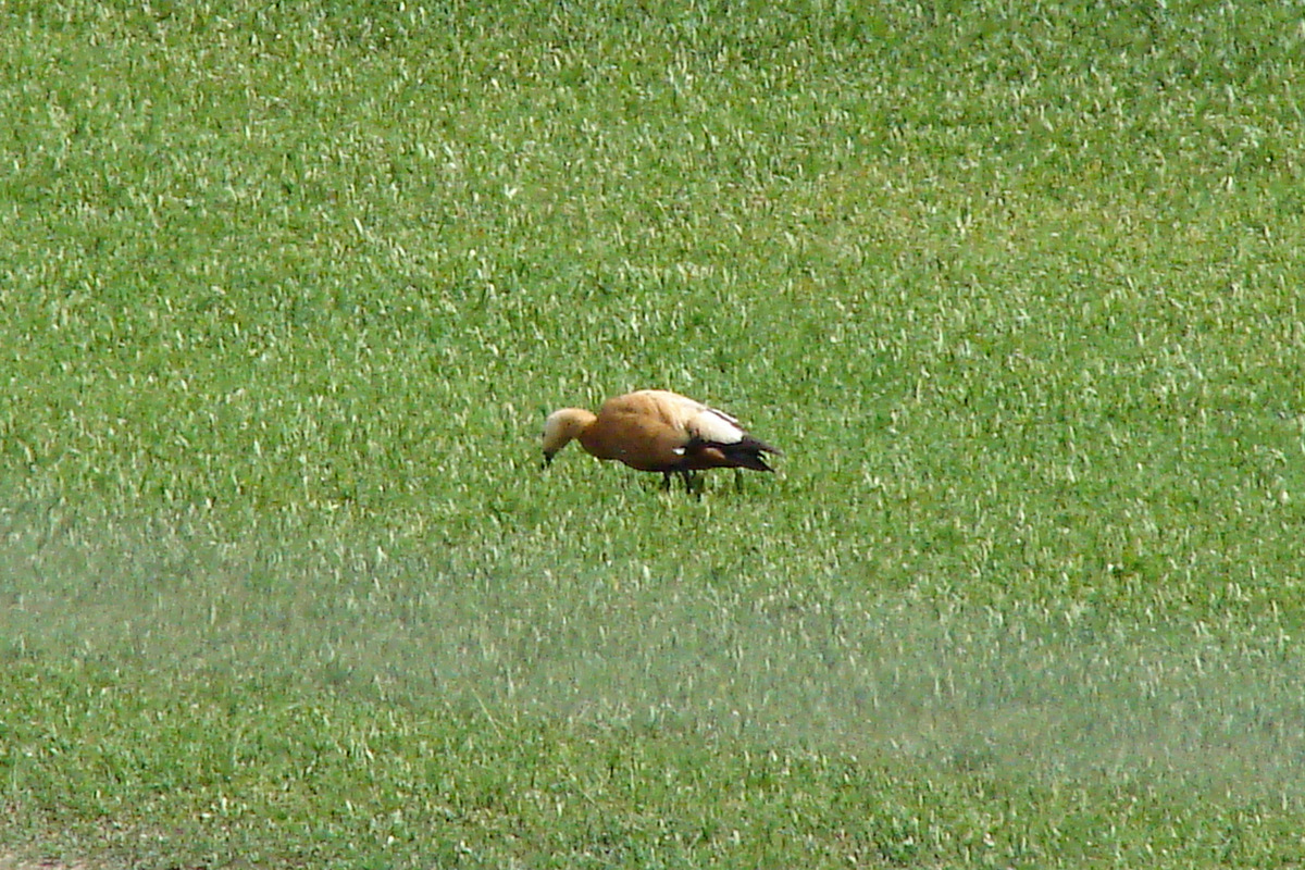 Ruddy Shelduck