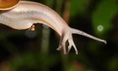Natalina cafra cafra