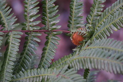 Diplopterygium glaucum