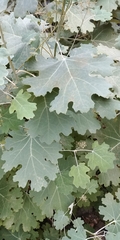 Macleaya