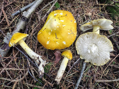 Tricholoma subluteum