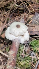 Leucocoprinus brebissonii