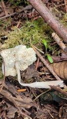 Leucocoprinus brebissonii
