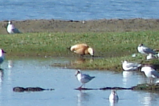 Ruddy Shelduck