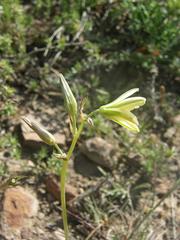 Albuca suaveolens