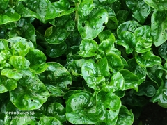 Alternanthera sissoo