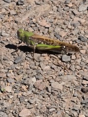 Locusta migratoria