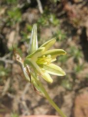 Albuca suaveolens