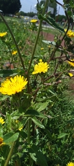 Taraxacum officinale