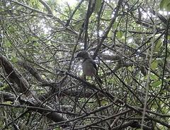 Apalis thoracica capensis