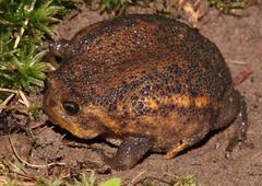 Breviceps verrucosus