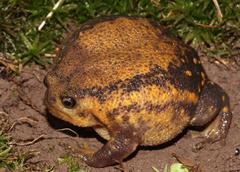 Breviceps verrucosus