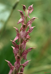 Anacamptis sancta