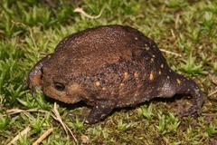 Breviceps verrucosus