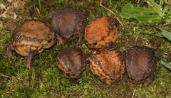 Breviceps verrucosus