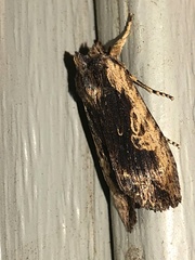 Lithophane hemina