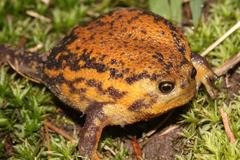 Breviceps verrucosus