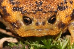 Breviceps verrucosus