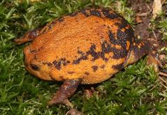 Breviceps verrucosus